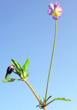 Violeta enana - Viola kitaibeliana | Wiki Hoyo de Manzanares | Fandom