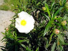 CISTUS LADANIFER 08-05-06 12-28-08