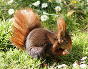 Sciurus vulgaris Madrid El Retiro Luis García alias Zaqarbal