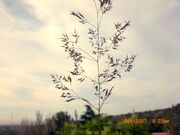 AGROSTIS CASTELLANA-3