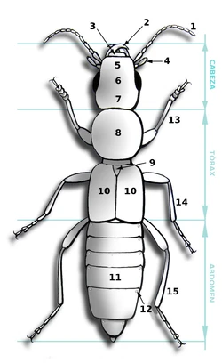 diagrama de ojo de insecto