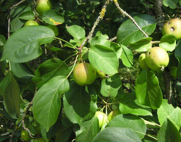 File:Malus domestica unriped fruit.jpg - Wikimedia Commons