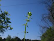 CRUCIATA PEDEMONTANA-8