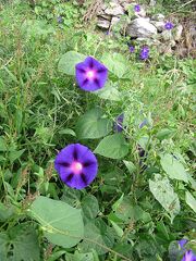 IPOMOEA PURPUREA