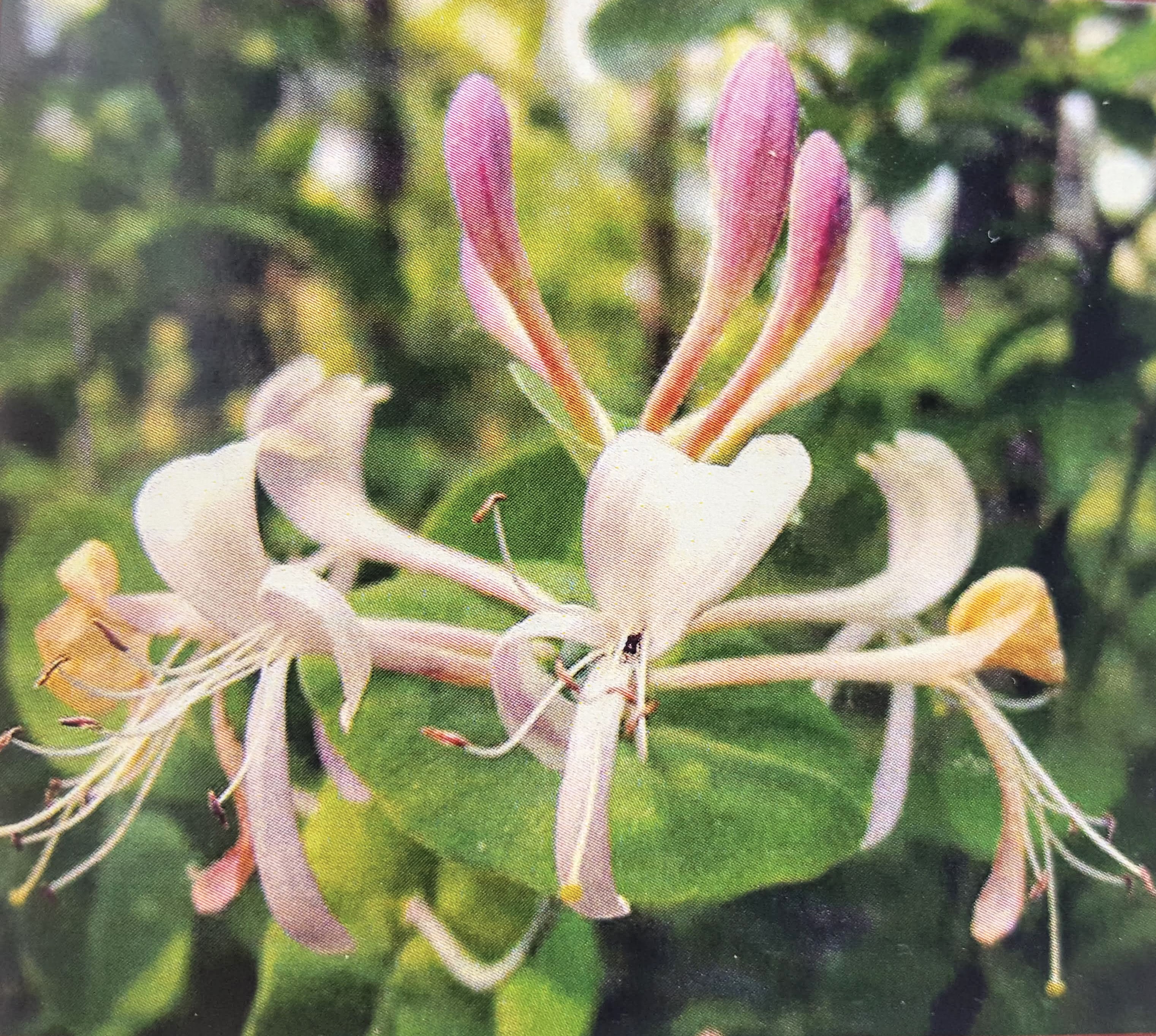 Madreselva de los jardines - Lonicera caprifolium | Wiki Hoyo de Manzanares  | Fandom