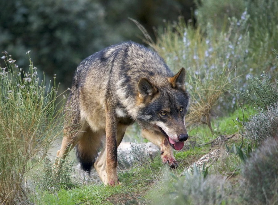 Lobo ibérico - Canis lupus signatus | Wiki Hoyo de Manzanares | Fandom
