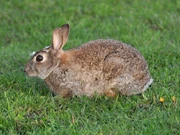 Conejo adulto