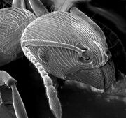 Imagen de microscopio electrónico de barrido de una Formica fusca