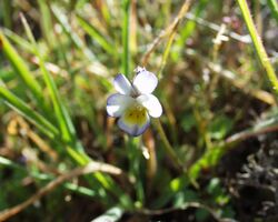 Violeta enana - Viola kitaibeliana | Wiki Hoyo de Manzanares | Fandom
