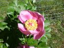 PAEONIA BROTEROI-002.jpg