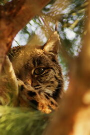 Lince acechando por lynxexsitu