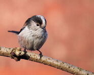 Aegithalos caudatus © Francis C. Franklin