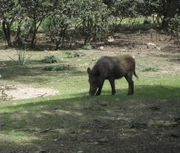 Jabalí joven o escudero