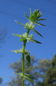 CRUCIATA PEDEMONTANA-6