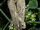 Anacridium aegyptium copulando sobre Malva parviflora por Philmarin.jpg