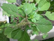 AMARANTHUS BLITUM