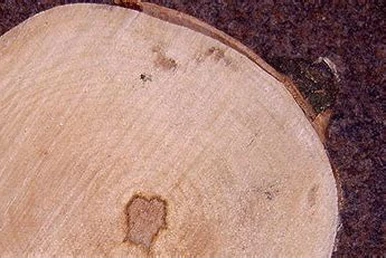 Stechpalmenholz | Harry Potter Wiki | Fandom