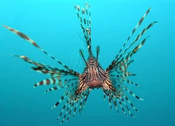 Red Lionfish