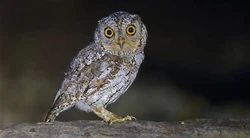 Zwergohr-Eule