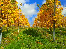 Weinrebe