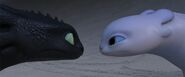 Toothless and his pair