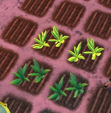 SOD-DragonNip1.jpg