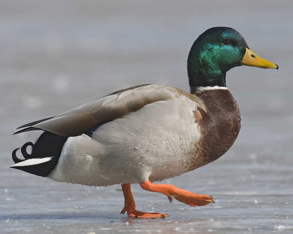 Mallard Ducks | Hughism Wikia | Fandom