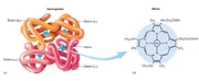 Hæmoglobin