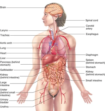 Klik på et organsystem
