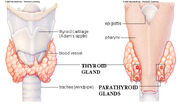 Parathyroid-glands