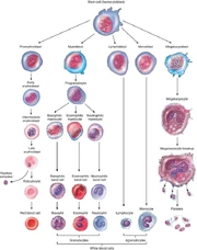 Hematopoiesis