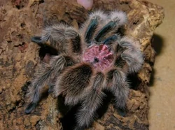 Chilean Rose Tarantula (Grammostola rosea)'"`UNIQ--ref-00000004-QINU`"'