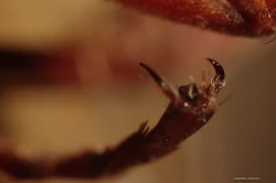 Tarsal claws of a wasp'"`UNIQ--ref-00000001-QINU`"'