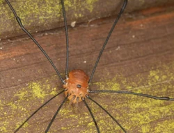 Harvestman (Leiobunum rotundum)'"`UNIQ--ref-00000005-QINU`"'
