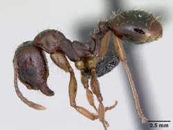 Aphaenogaster subterranea, known for tool use'"`UNIQ--ref-00000004-QINU`"'