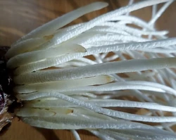 Contractile roots of a hyacinth (Hyacinthus orientalis)'"`UNIQ--ref-0000000E-QINU`"'