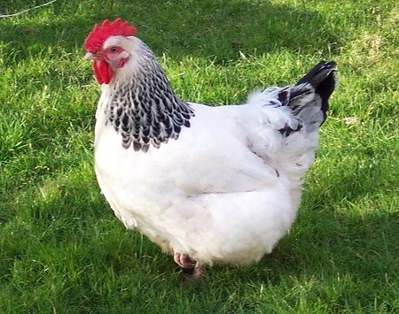Chicken (Gallus domesticus)'"`UNIQ--ref-00000001-QINU`"'