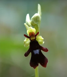 Fly orchid (Ophrys insectifera)'"`UNIQ--ref-00000003-QINU`"'