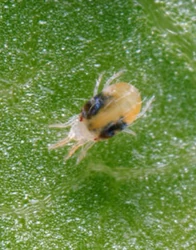 Two-spotted spider mite (overwintering phase)(Tetranychus urticae)'"`UNIQ--ref-00000006-QINU`"'