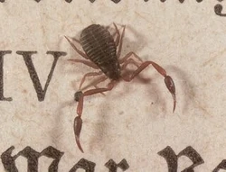Pseudoscorpion (Chelifer cancroides)'"`UNIQ--ref-0000000B-QINU`"'