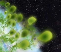 Some of Tricularia's 86 bladders