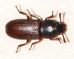 Triboliumconfusum