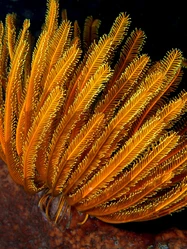Feather star (Anneissia bennetti)'"`UNIQ--ref-00000004-QINU`"'