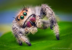 Jumping spiders like Phidippus regius have exceptional vision'"`UNIQ--ref-00000003-QINU`"'