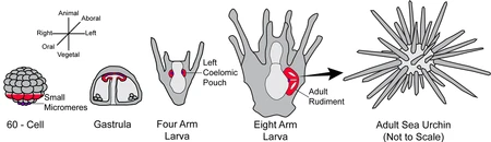 Similar development of the sea urchin'"`UNIQ--ref-00000003-QINU`"'