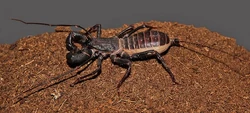 Giant vinegaroon (Mastigoproctus giganteus)'"`UNIQ--ref-00000009-QINU`"'
