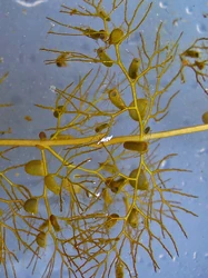 Common bladderwort (Utricularia vulgaris); close-up of bladder traps'"`UNIQ--ref-00000004-QINU`"'