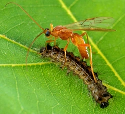 Braconid wasp (Aleiodes indiscretus) laying eggs in a caterpillar (Lymantria dispar dispar) '"`UNIQ--ref-00000007-QINU`"'