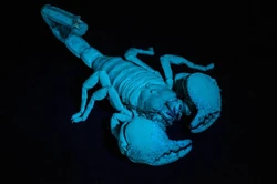 Emperor scorpion fluorescing under UV'"`UNIQ--ref-0000000D-QINU`"'