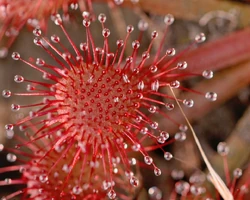 Pink sundew (Drosera capillaris)'"`UNIQ--ref-00000002-QINU`"'